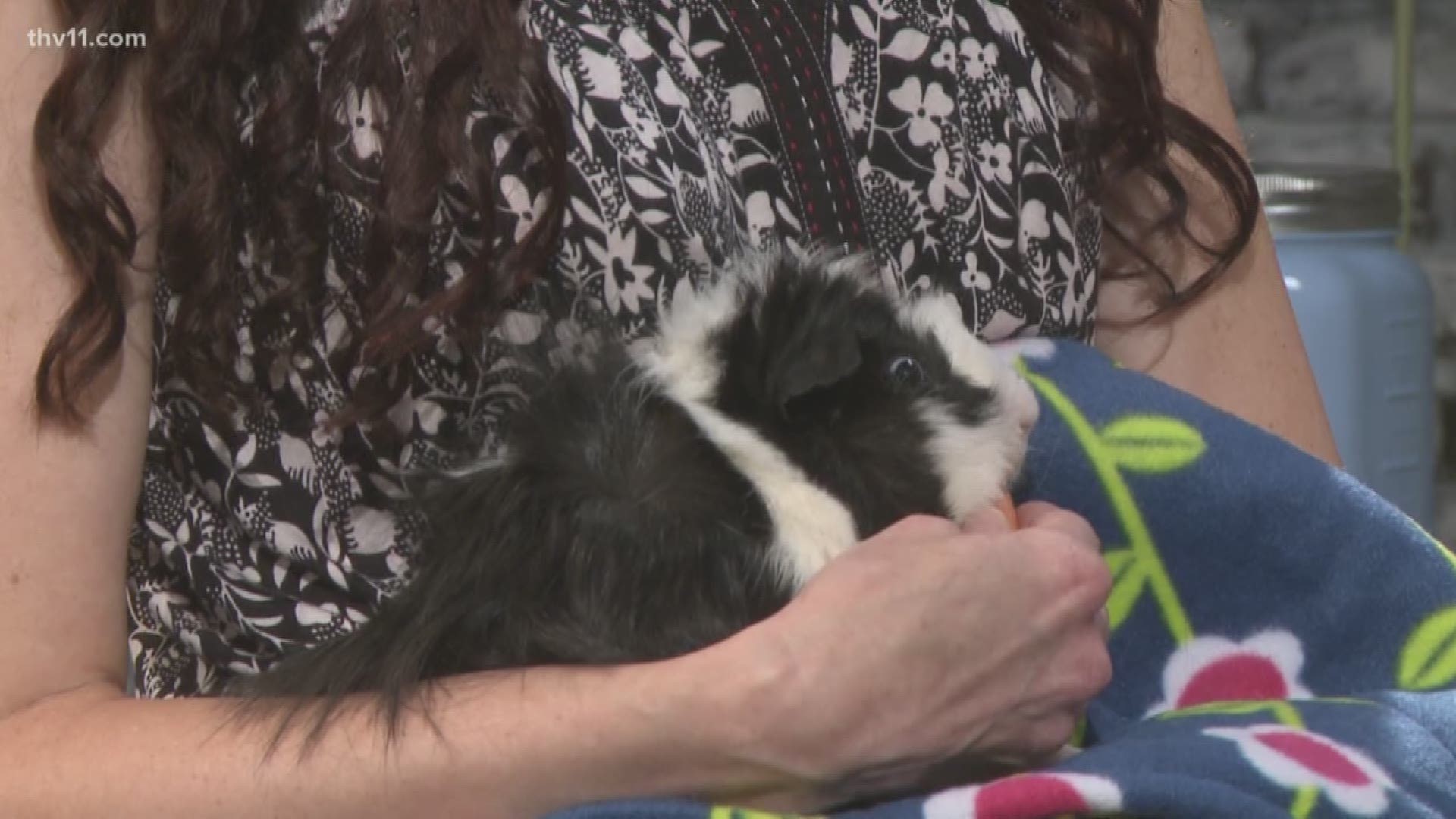 Linda Jones opened up a guinea pig rescue in Central Arkansas and now makes several products for guinea pig owners.