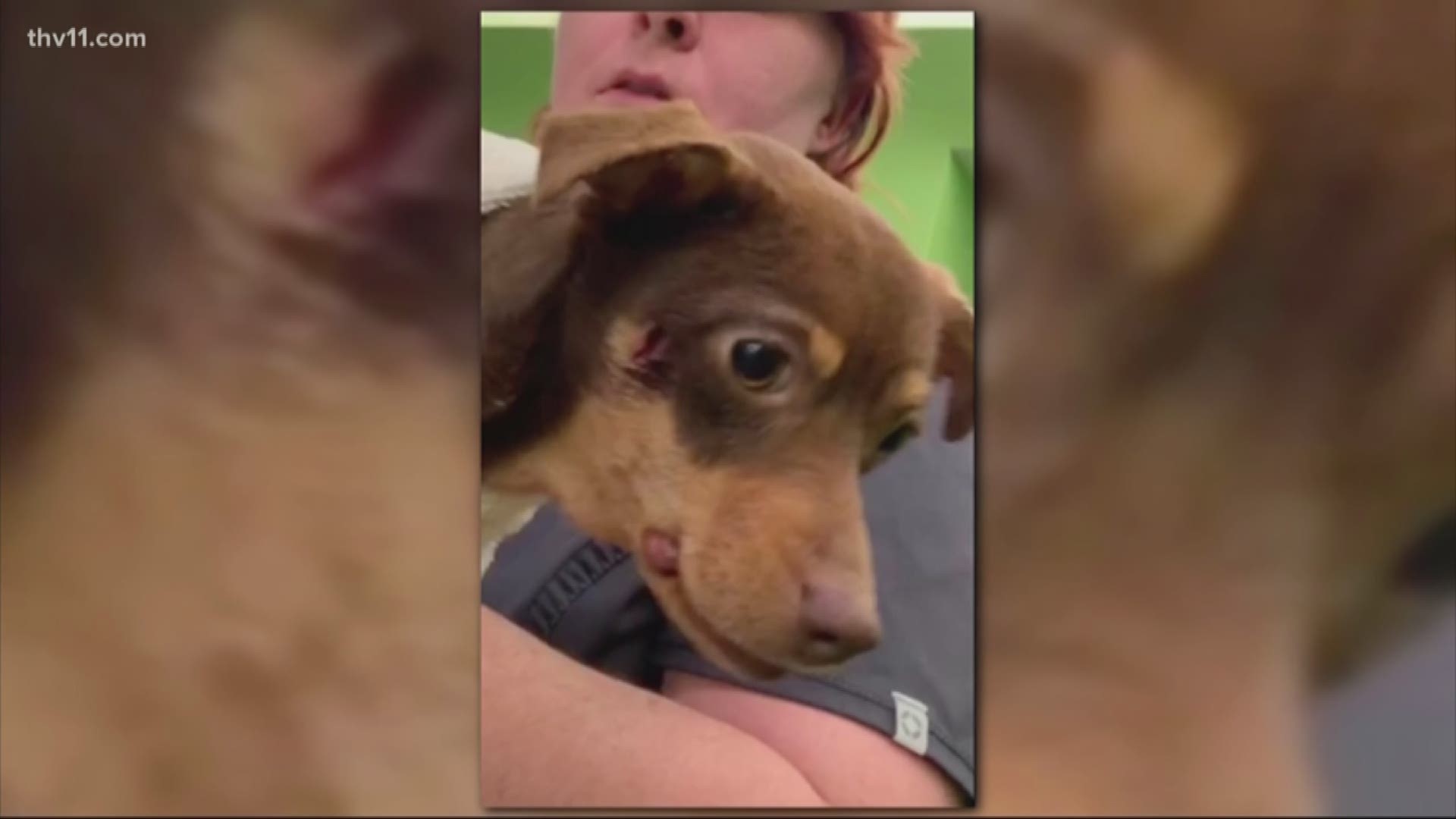 New video is sparking outrage online.
The clip – showing a Faulkner County sheriff's deputy shoot a dog during a call for service – has been shared thousands of times.