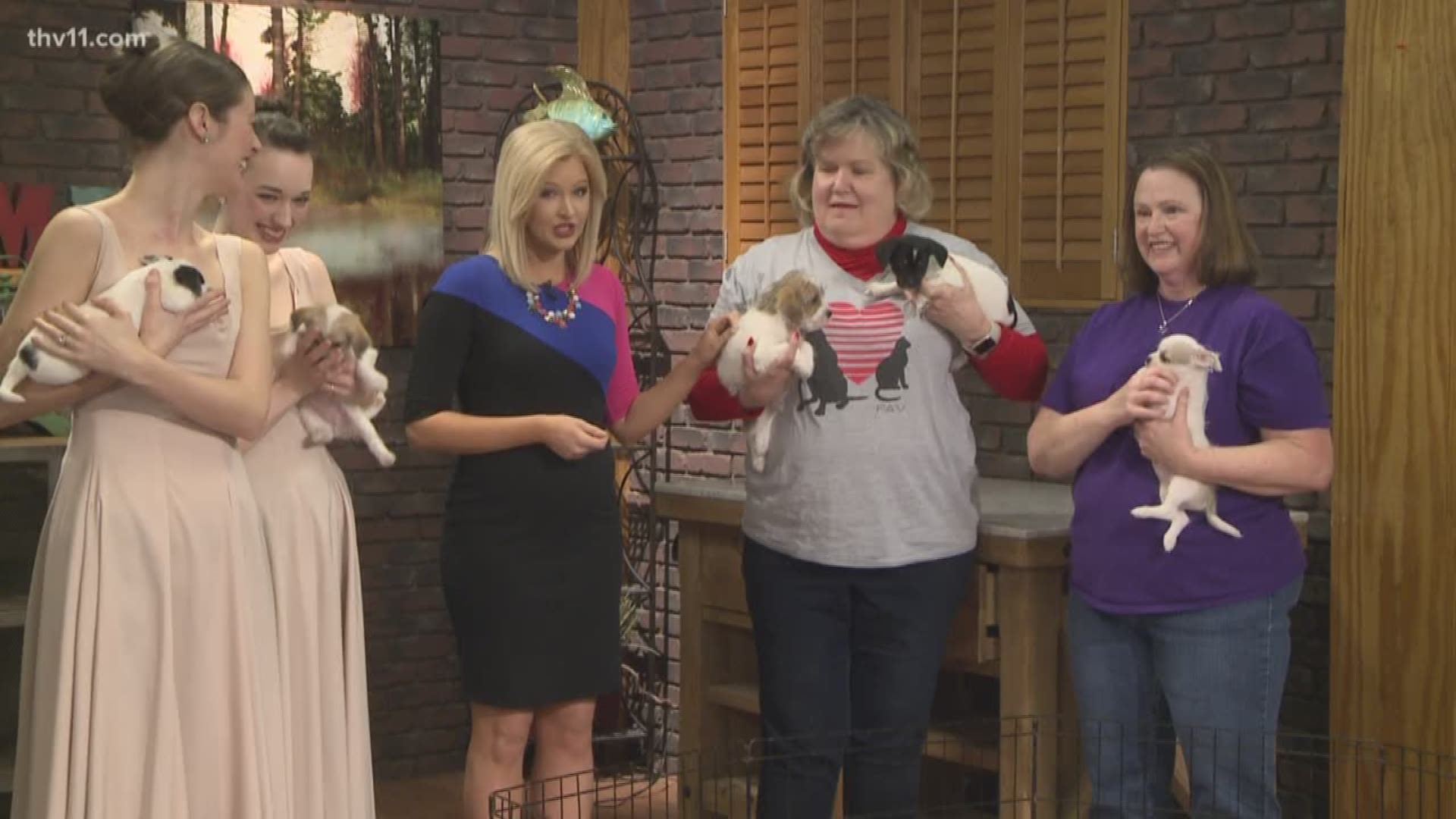 Leslie Taylor from Friends of the Animal Village joined THV11 This Morning to show us seven puppies that will be up for adoption on Saturday