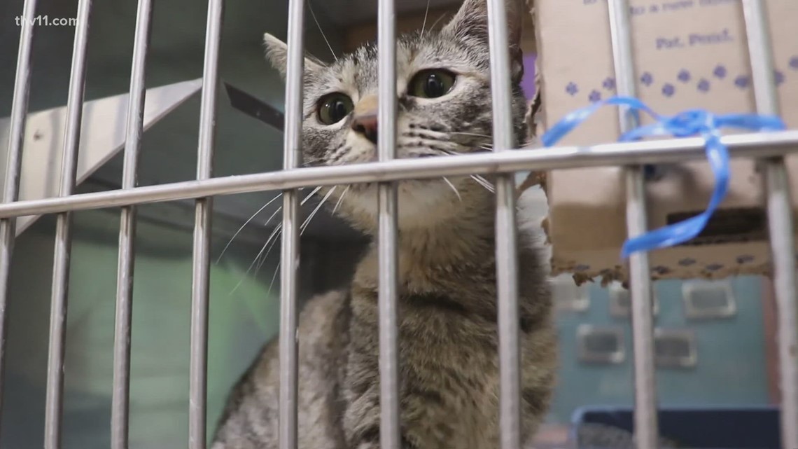 Arkansas Animal Shelter Details New Scam Affecting Pet Owners 