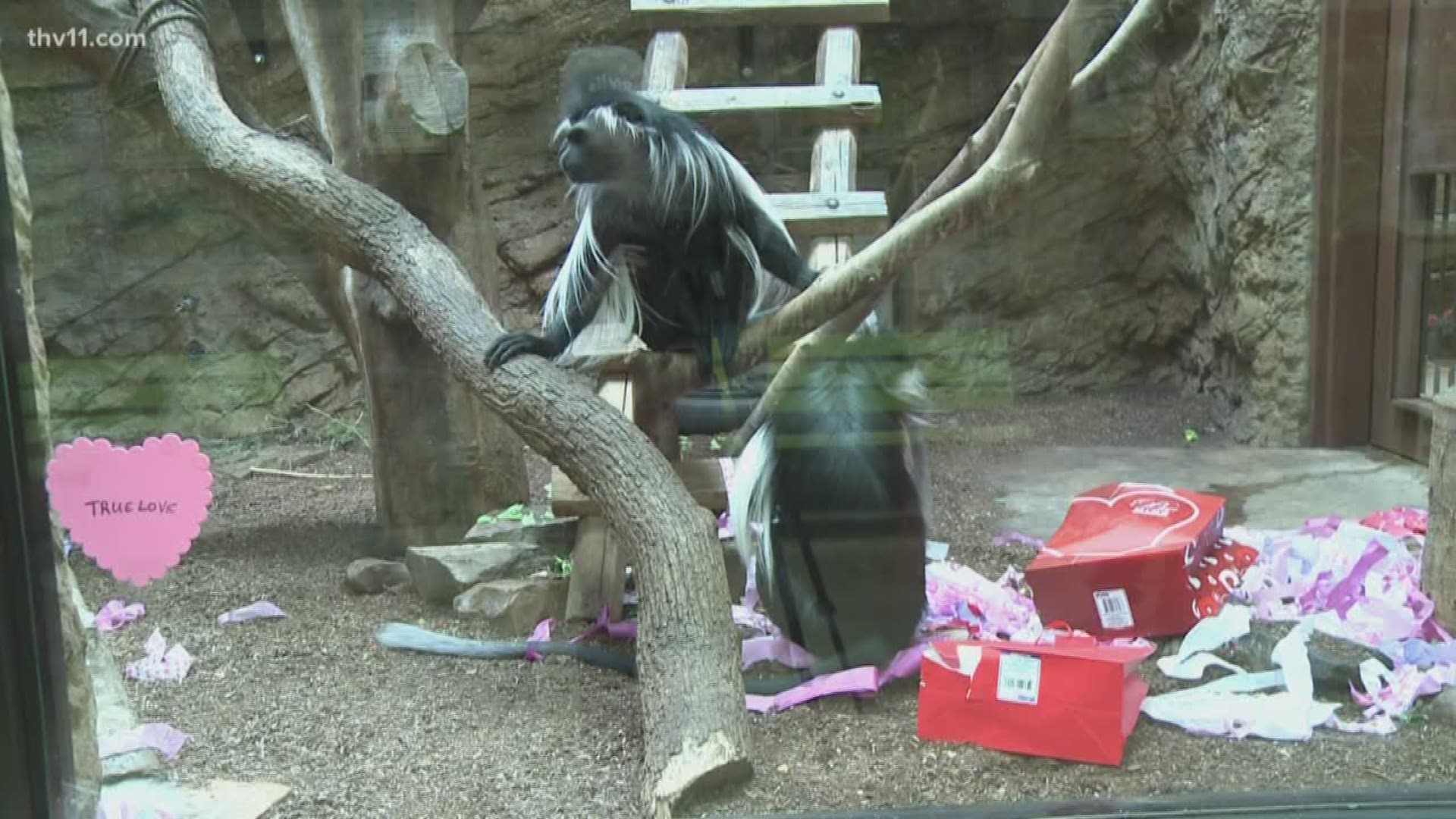 Valentine's Day may be over, but the animals at the little rock zoo are still feeling the love.