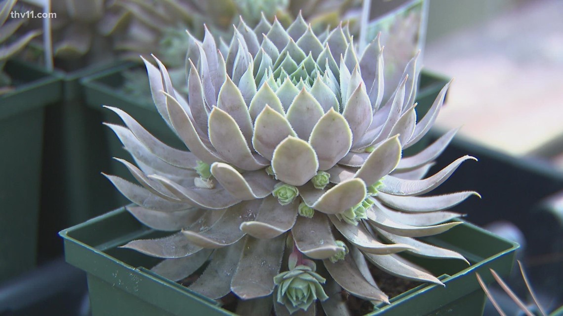 Tired of the heat? So are your plants - Vimarsana News