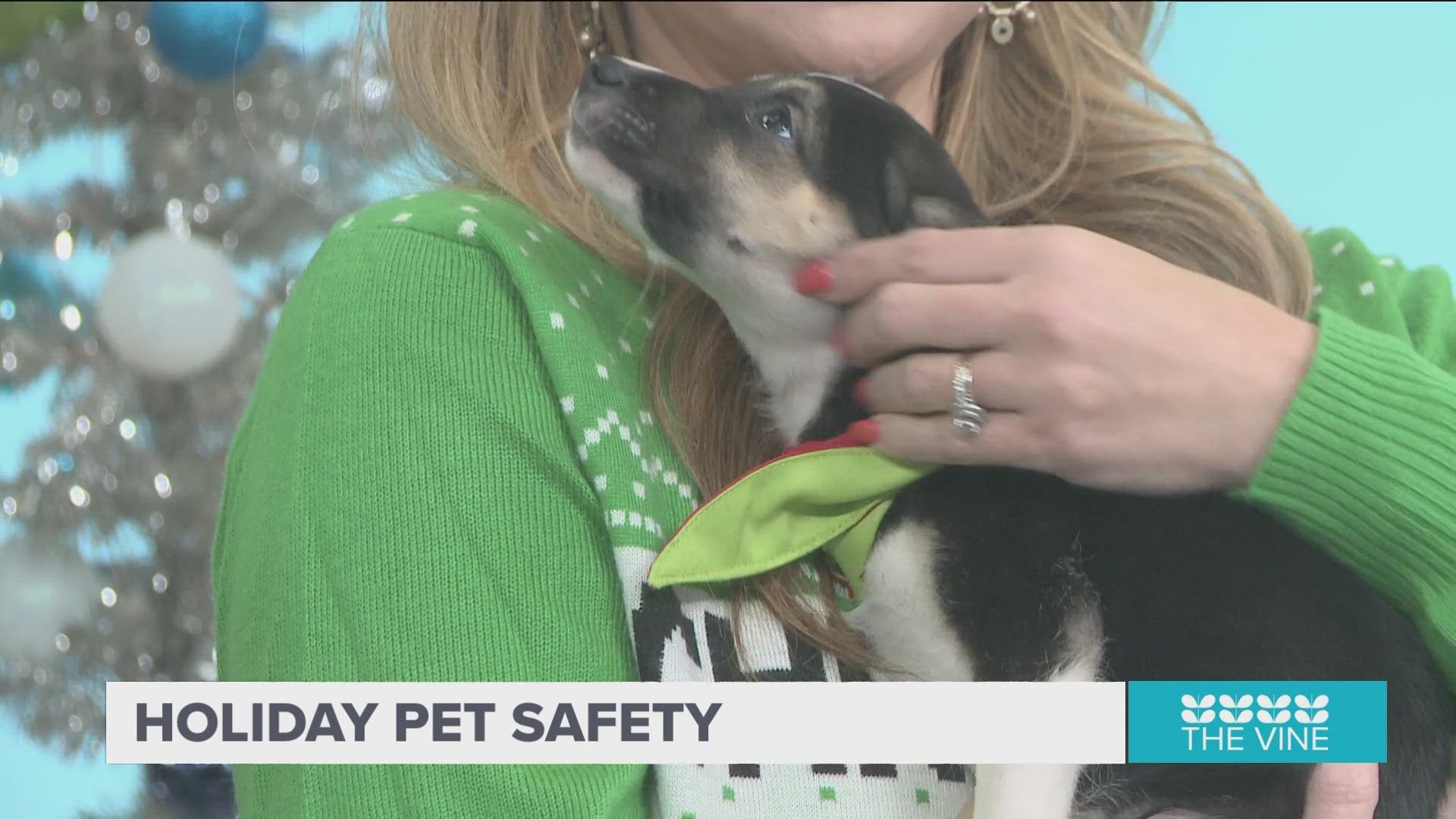 Holiday pet safety tips from The Humane Society of Pulaski County(00)