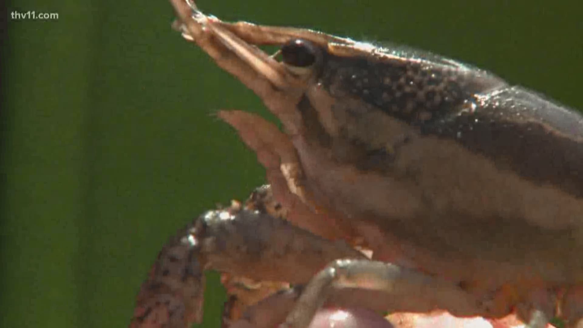 A local biologist has found 2 new species of crayfish.