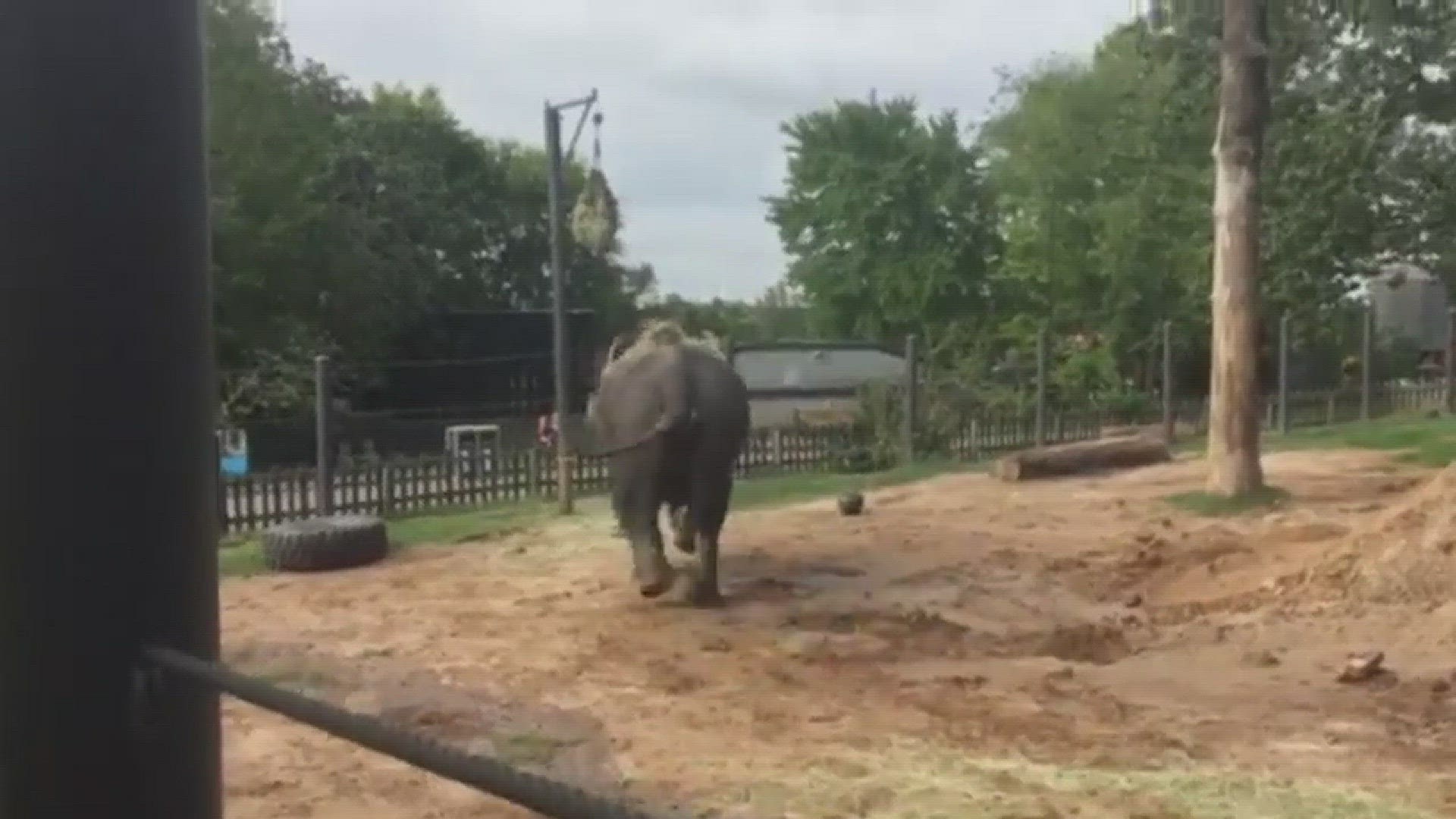 Little Rock Zoo's elephants playfully push around a soccer ball.