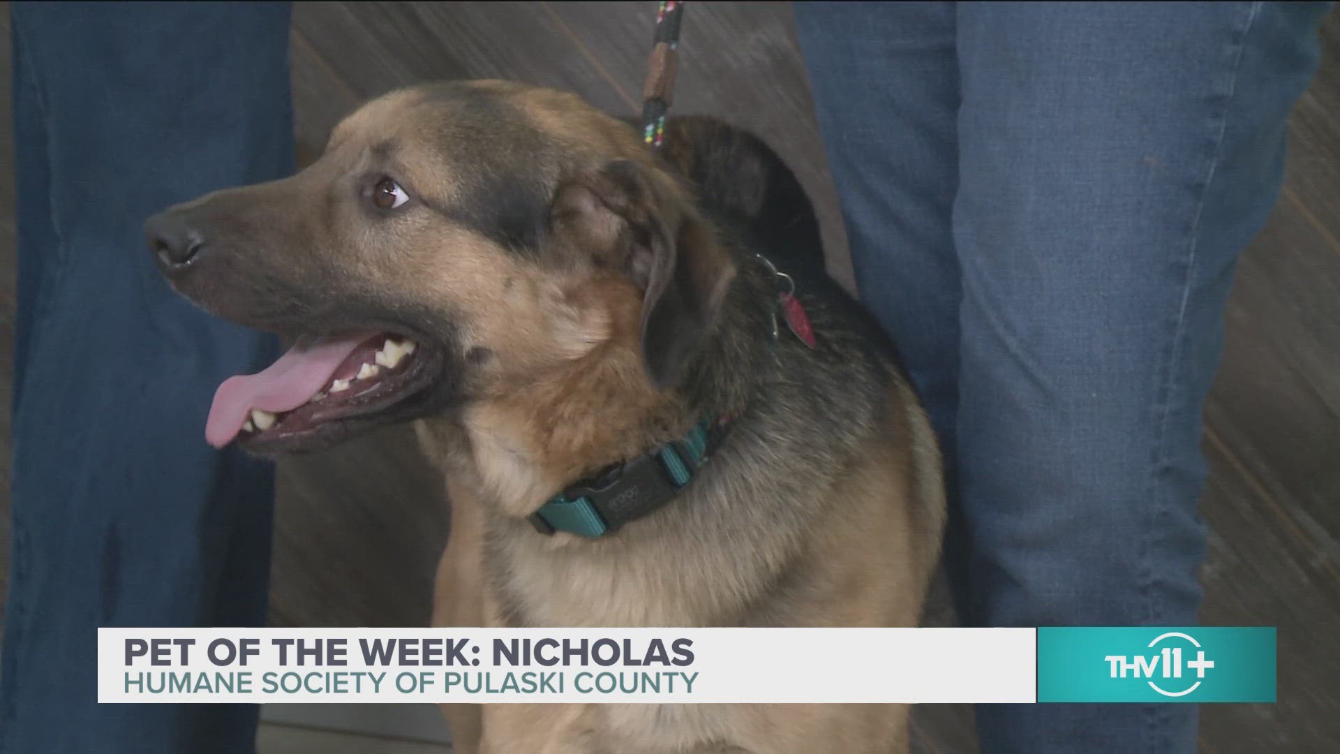 Nicholas is available for adoption at the Humane Society of Pulaski County.