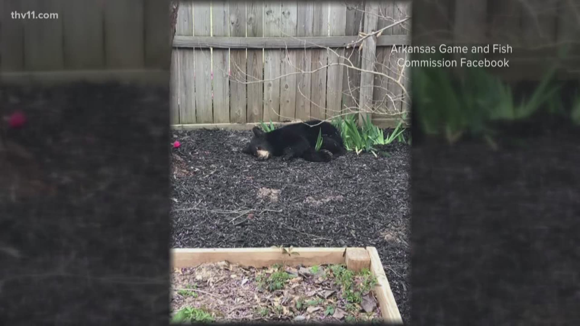 Black bears are coming out of hiding in Arkansas.