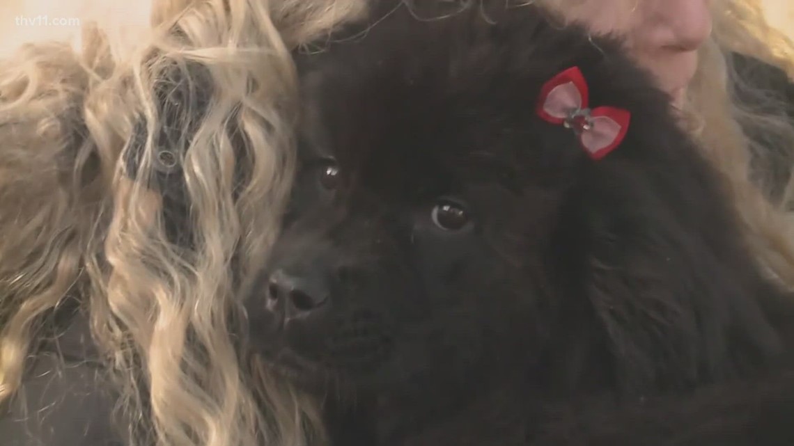 Experts warn of social media pet scams in Arkansas - Vimarsana News