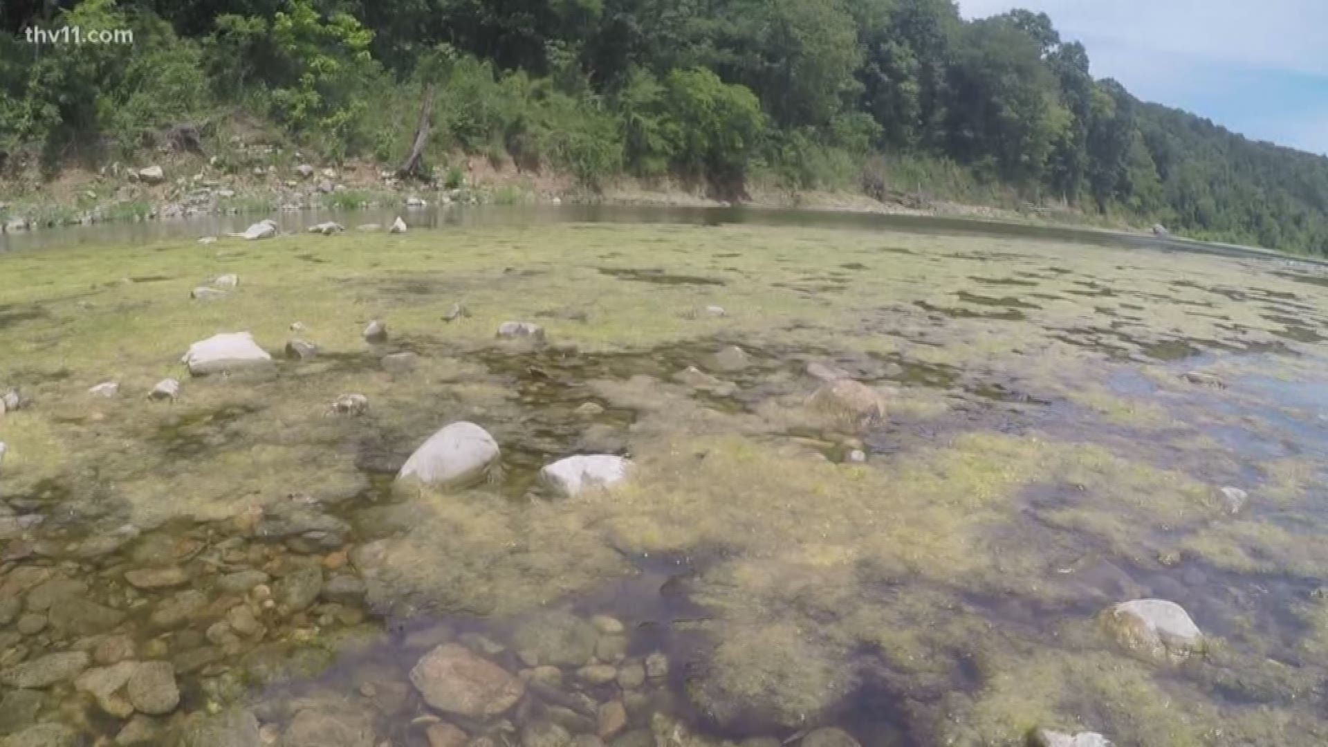 Algae in the Buffalo happens every year, but it's a little ahead of schedule in 2018. Officials say it's fine now and they're keeping an eye on the development.