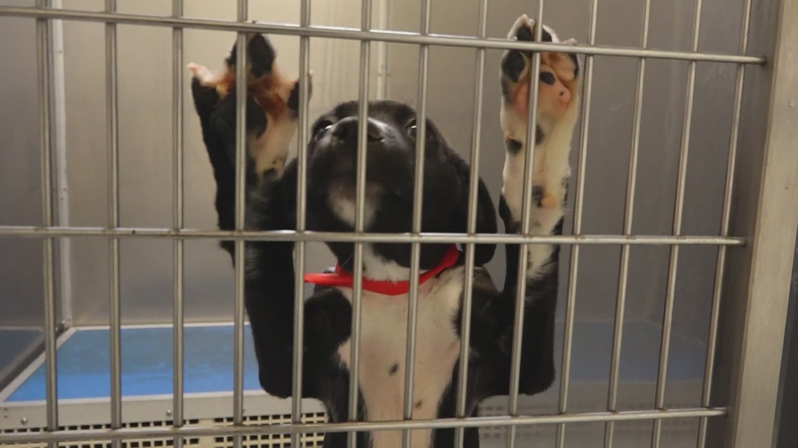North Little Rock Animal Shelter in need of pet adoptions