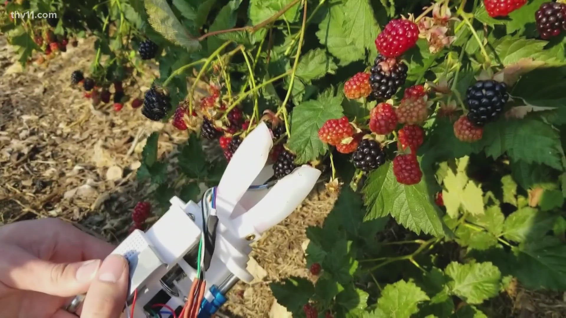 Lance Turner presents Arkansas's top business stories for May 22, 2023, including the development of a robot that picks blackberries.