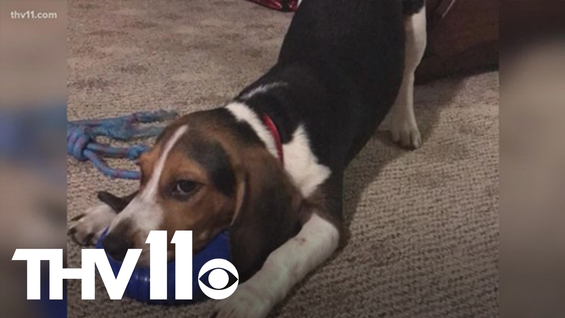 Nearly two months after an Arkansas family's beagle went missing, he has been found 1,000 miles away in Florida!