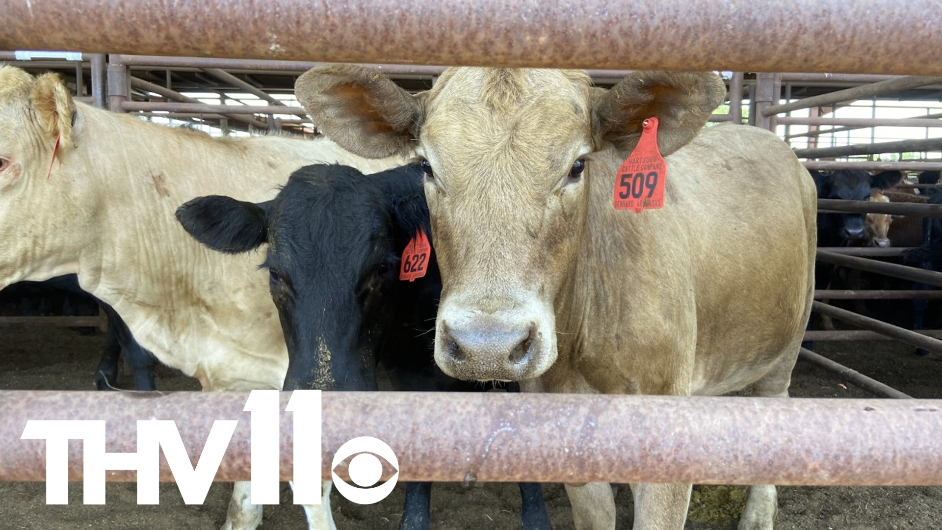 The dry weather and heat have been causing problems for livestock in Arkansas. It's forcing some ranchers to make the tough decision to sell off their cattle.