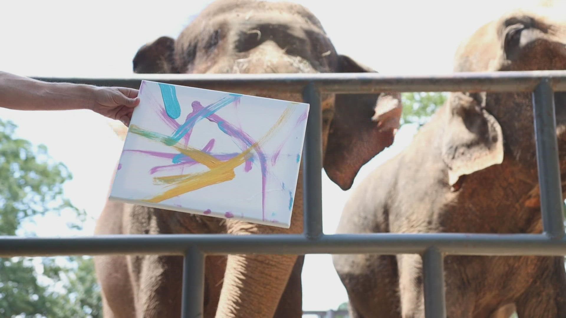 Elephants show off painting skills at Little Rock Zoo 