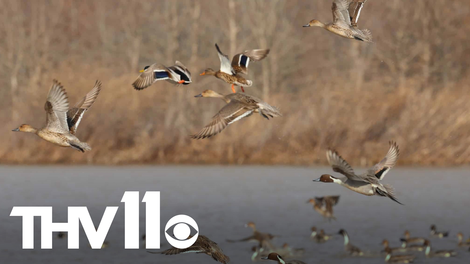 Trey Reid with Arkansas Game & Fish joins Hayden Balgavy to discuss the annual duck survey report and how people can get involved outdoors before the end of summer.