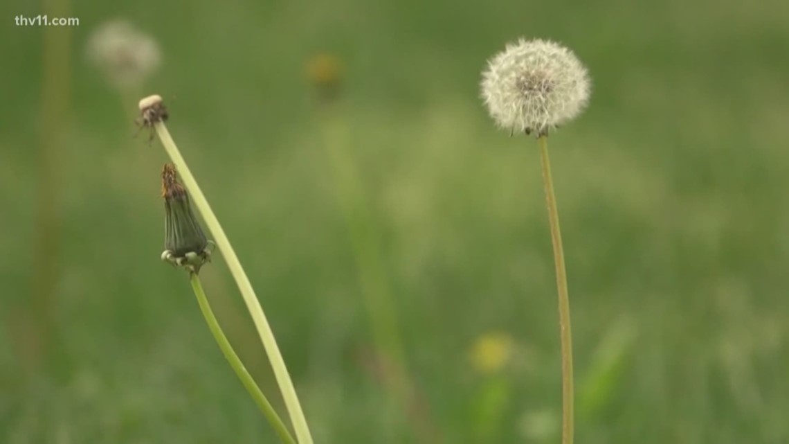 What to know about allergy season in Arkansas