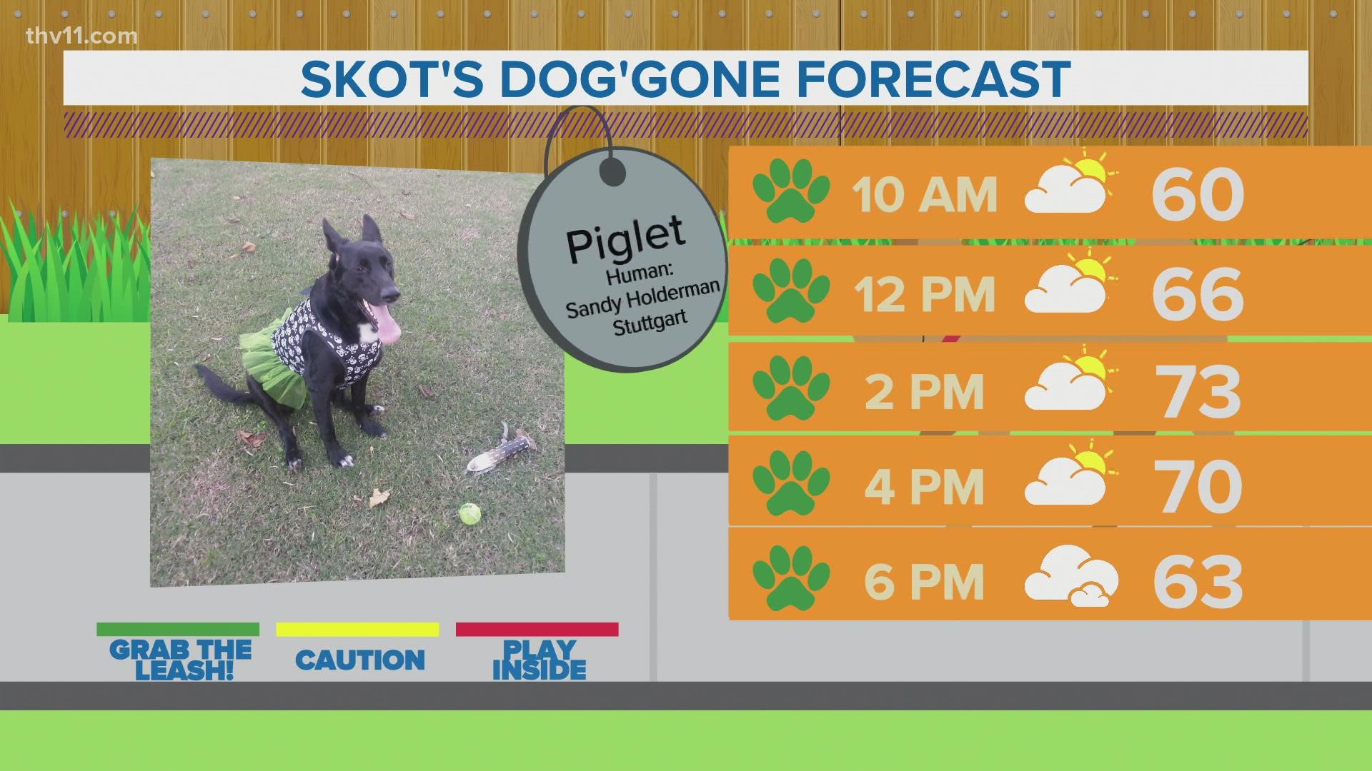Piglet | Skot's dog'gone forecast