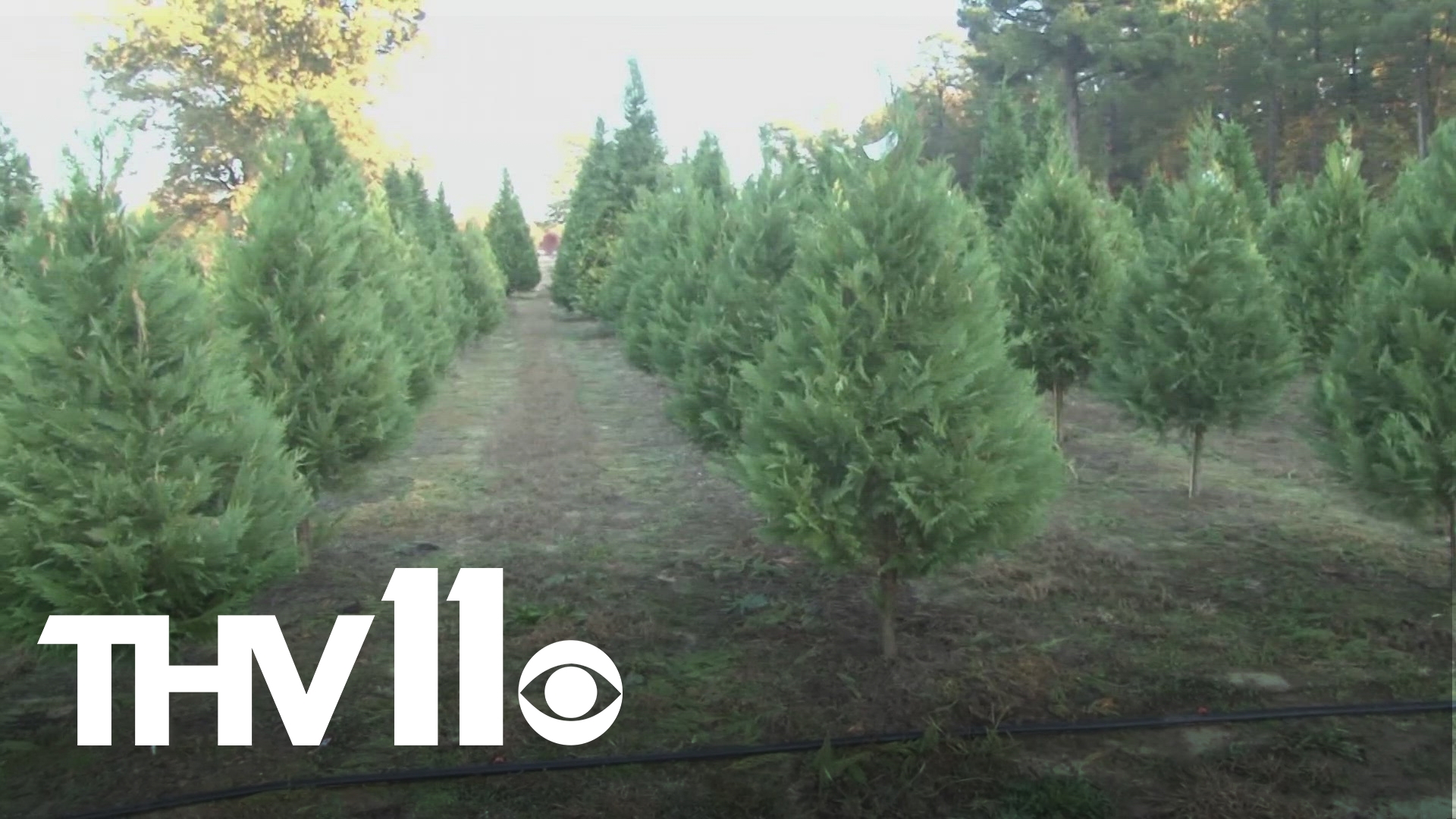 Motley's Christmas Tree Farm spreads holiday cheer | thv11.com