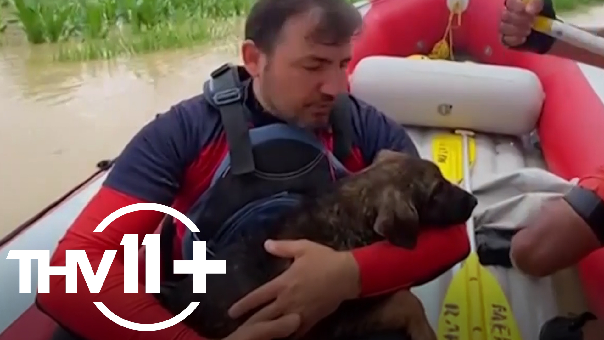 A search and rescue team pulled stranded dogs and calves from flood waters in the Duzce province in Turkey.