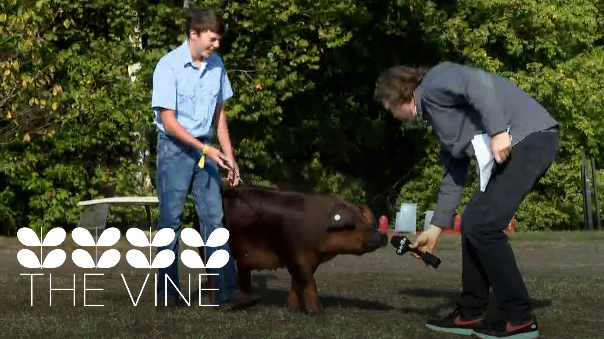 In this episode of The Vine Rewind, Adam Bledsoe and Ashley King wrangle pigs and talk about the food at the Arkansas State Fair.