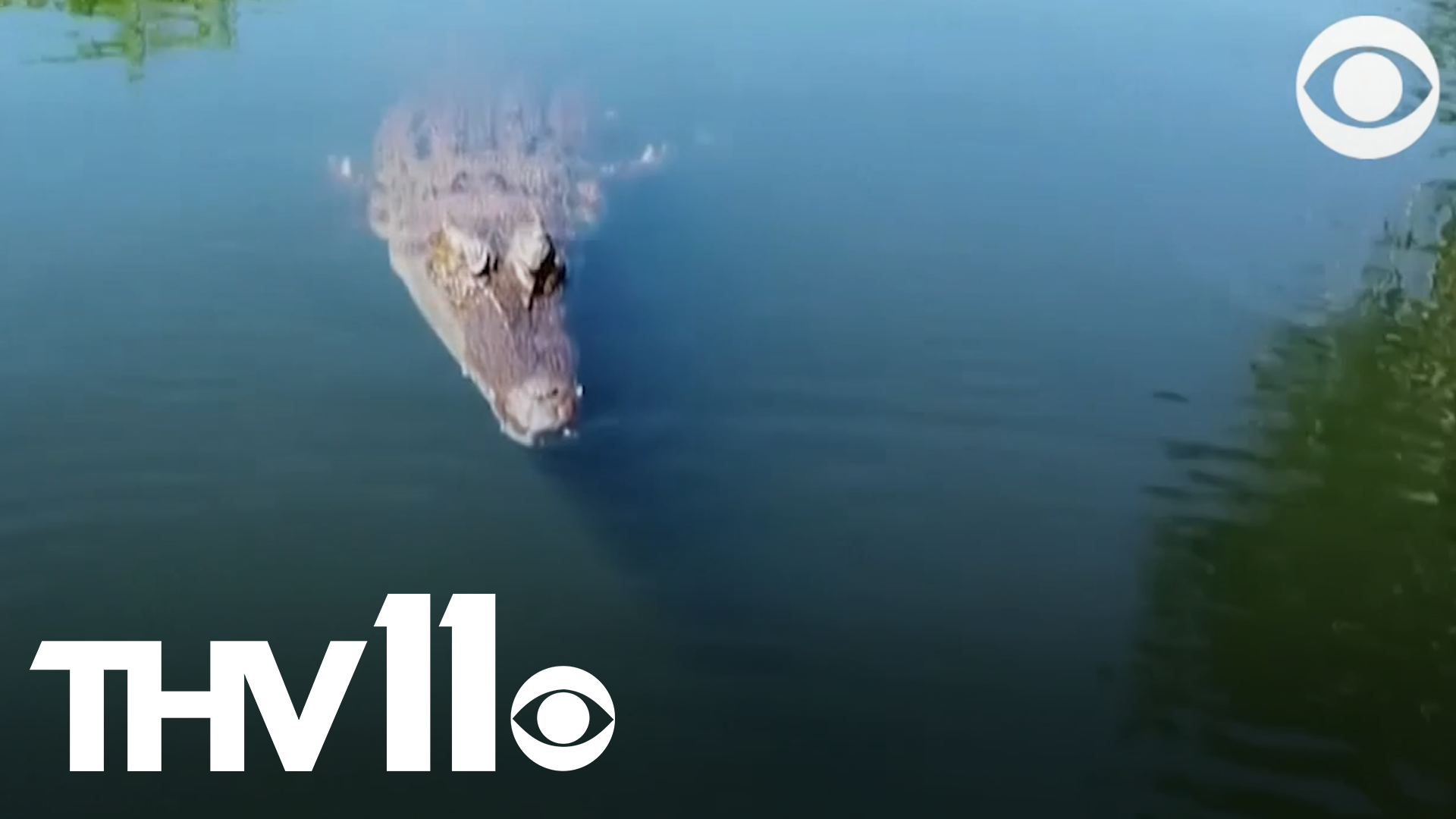 A drone captured the moment a crocodile jumped out of the water and bit the device as it was filming at the Crocodylus Park in Darwin, Australia in May.