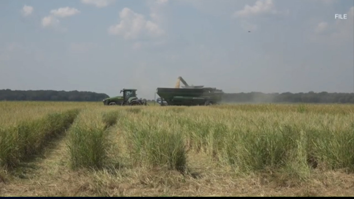 Arkansas farmers face financial strain amid prolonged drought and rising production costs