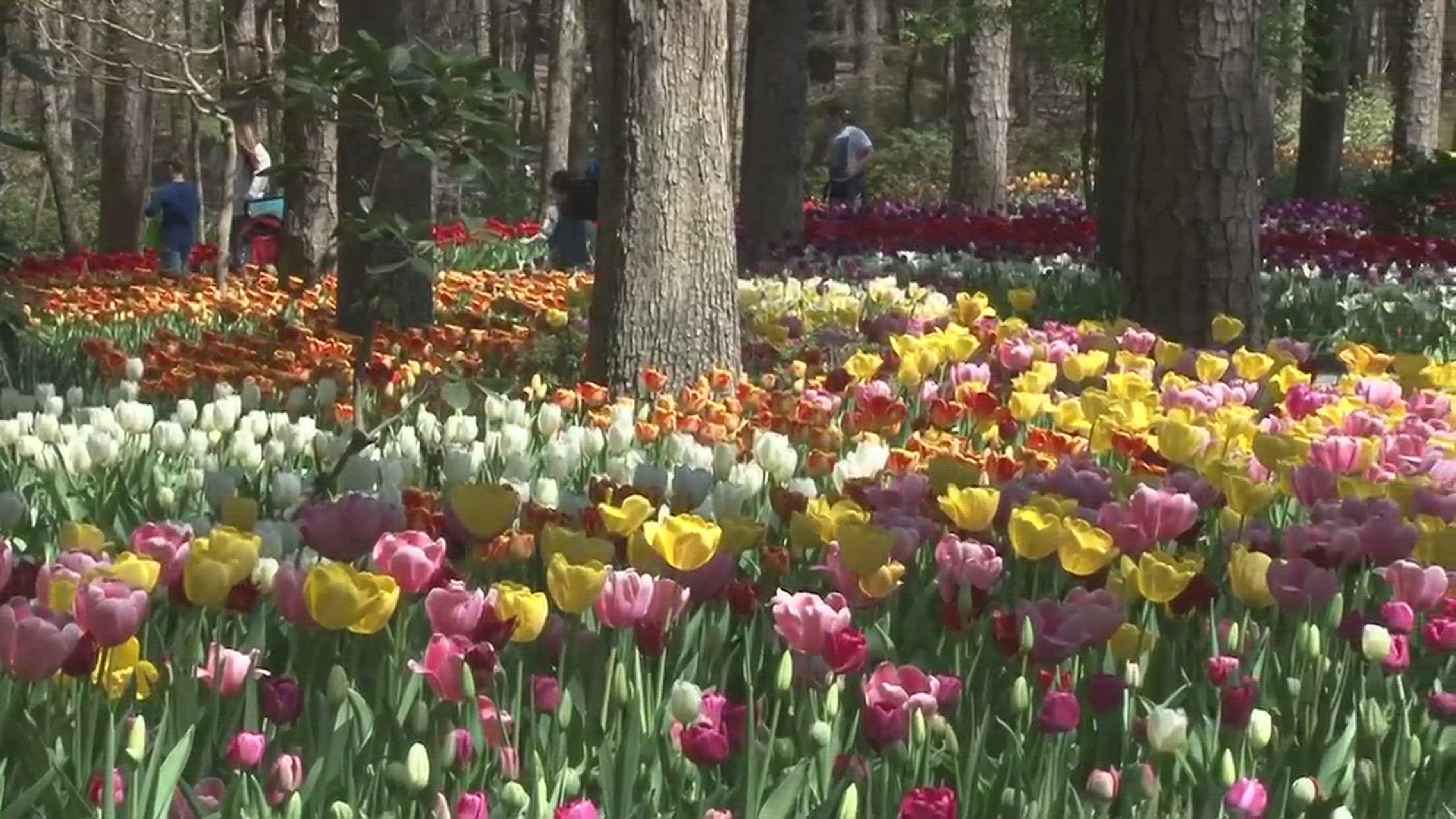 Fall in love with the tulips at Garvan Woodland Gardens