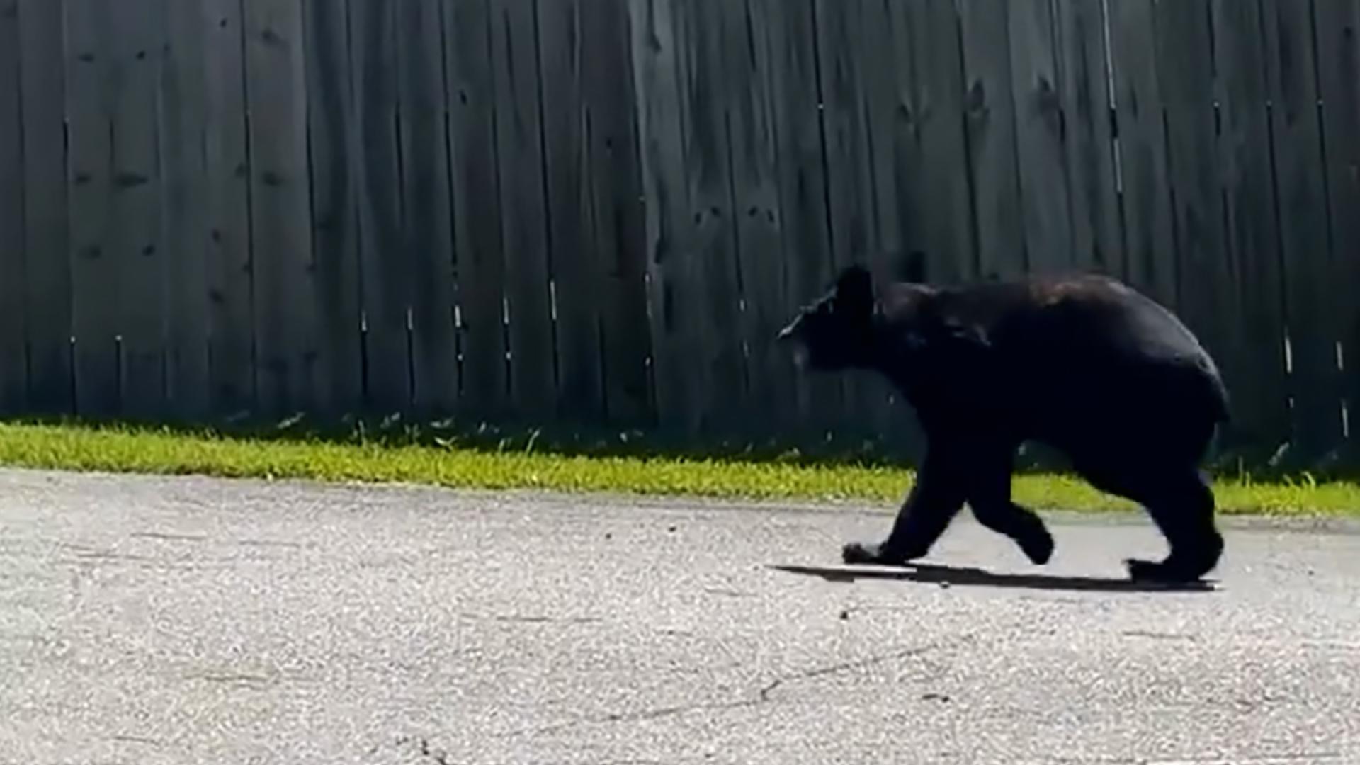 Bear spotted in Little Rock near Rodney Parham | thv11.com