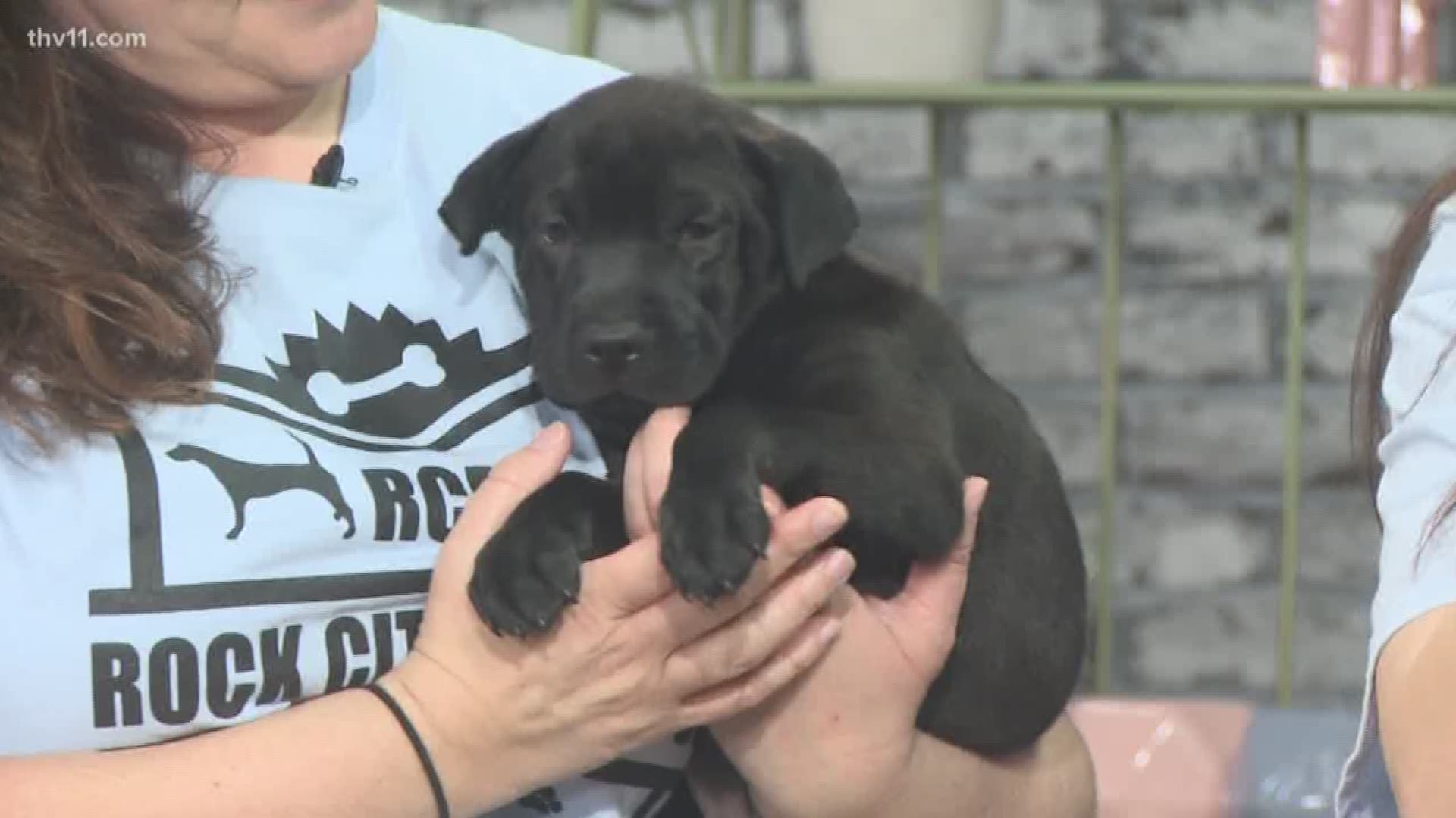 Rock City Rescue stopped by The Vine with two adorable puppies. Both are up for adoption.