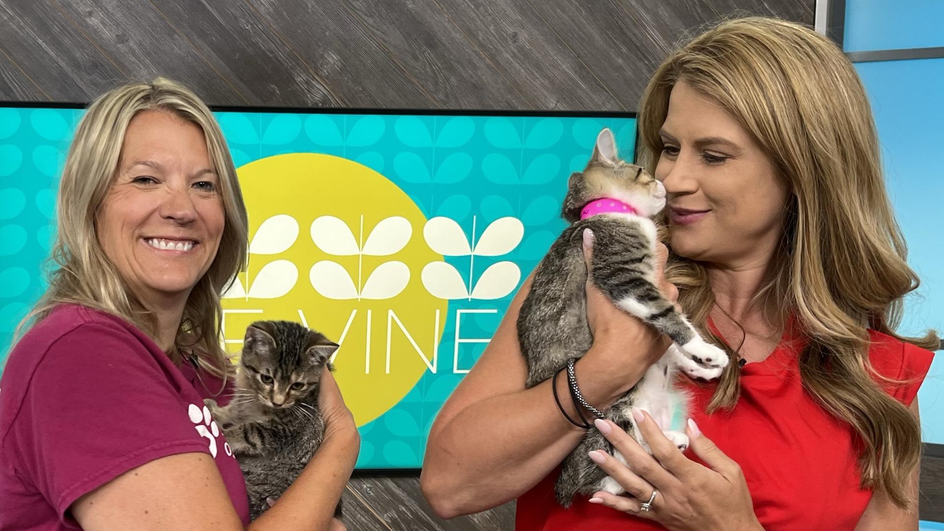 Meet Pets of the Week, Katie and Stella