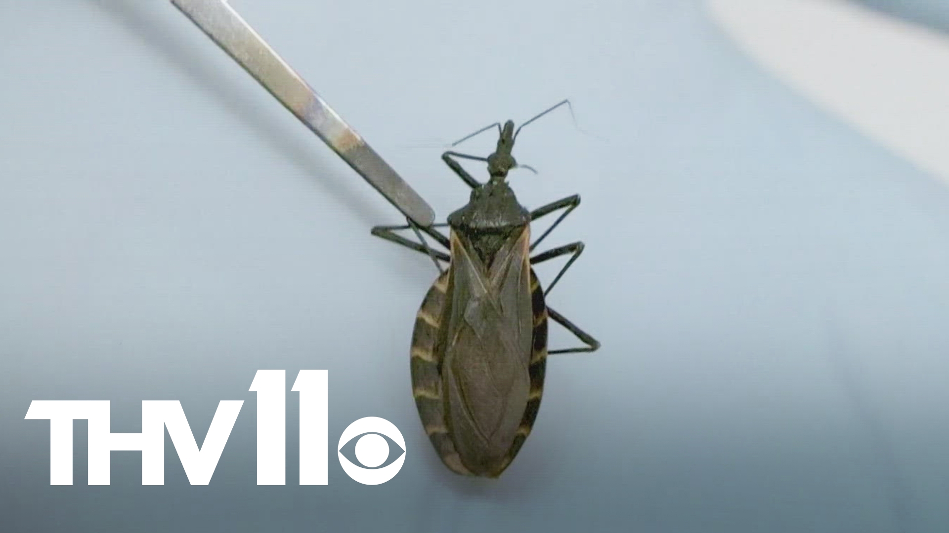 ‘Kissing bug’ disease is here to stay in the US, experts say. Here’s why it’s spreading – CNN