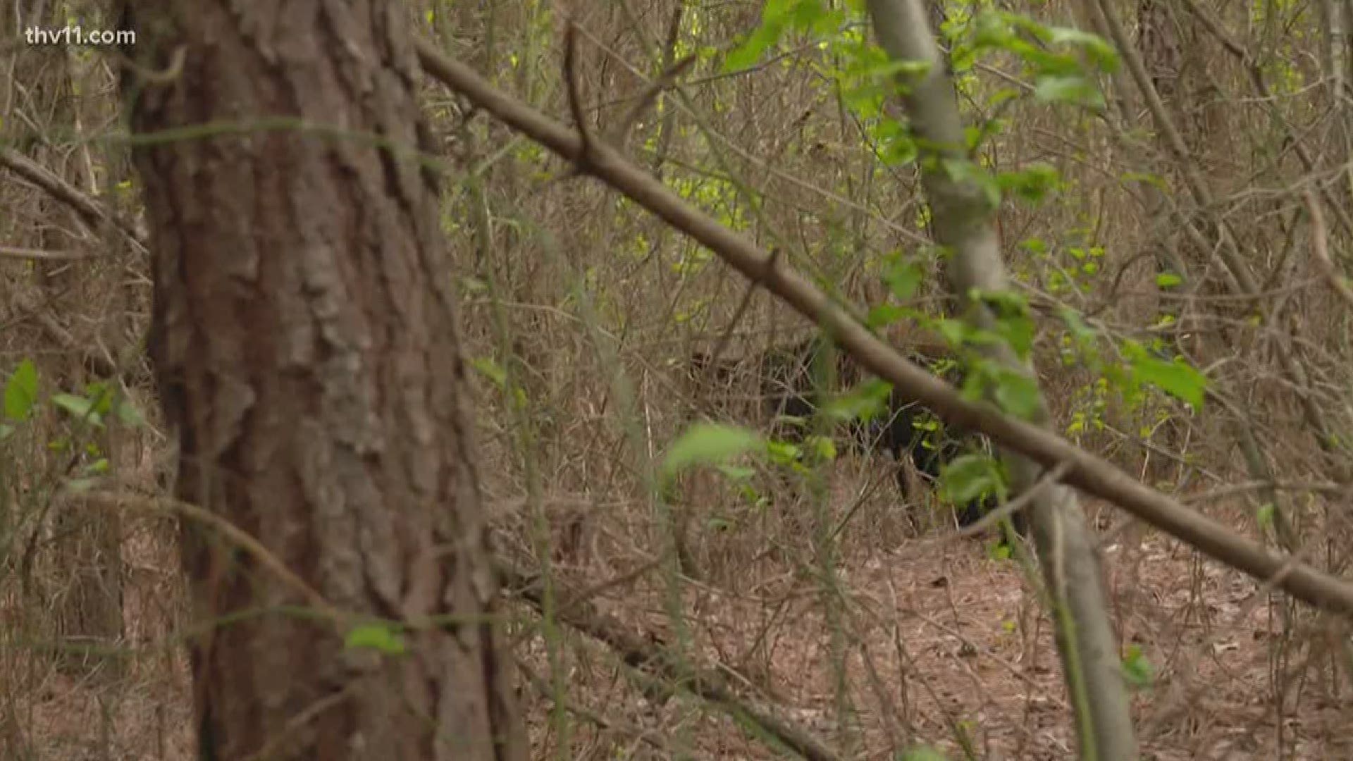 Not often do you spot bears munching on some grass around your home. But recently, several have been spotted in central Arkansas neighborhoods.