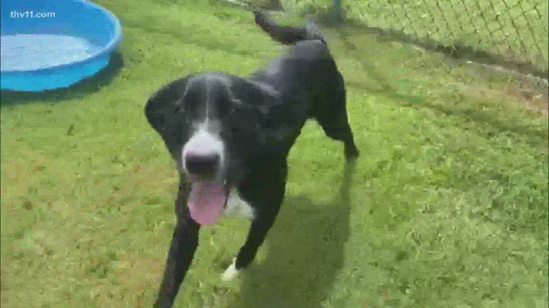 This 1-year-old Border Collie and Lab mix who's available for adoption at the Little Rock Animal Village.
