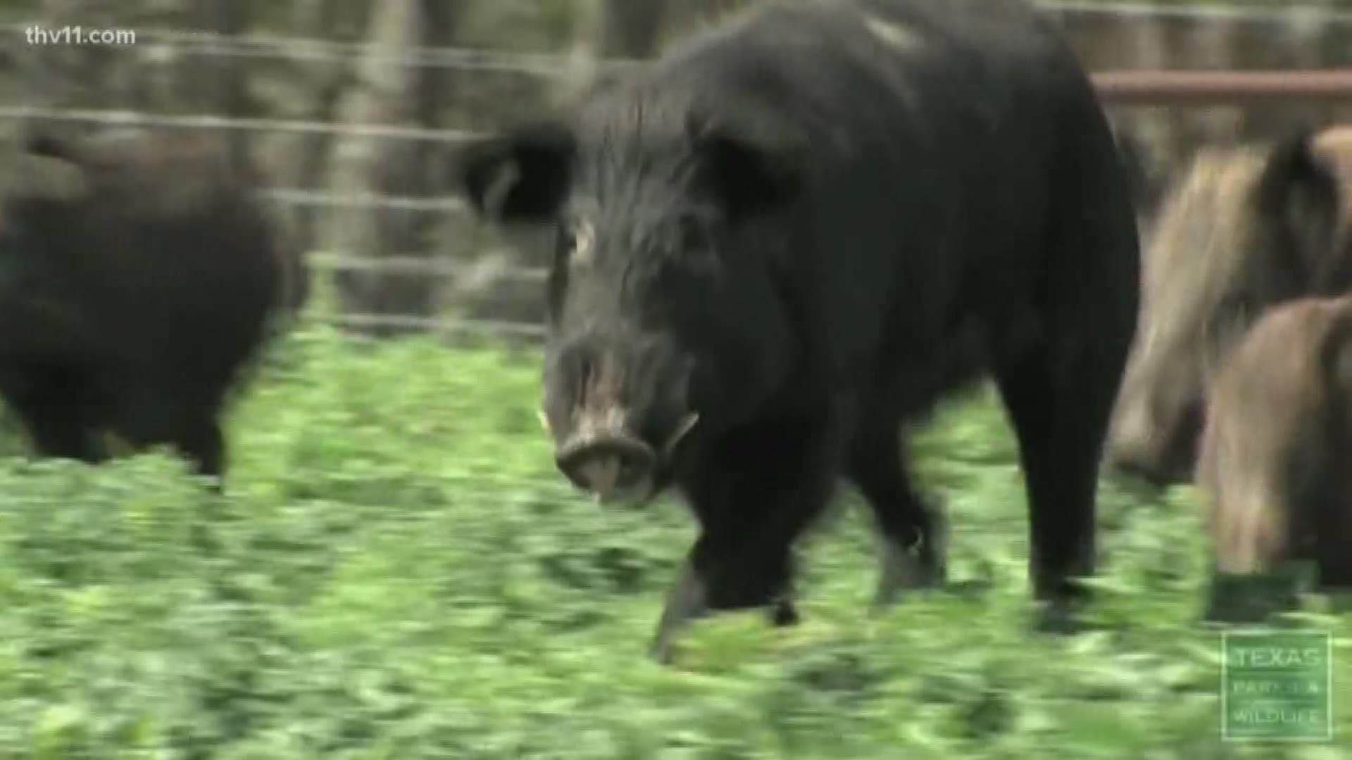 Under a new law, feral hogs are no longer a protected species-- meaning farmers and officials can do more to fight them.