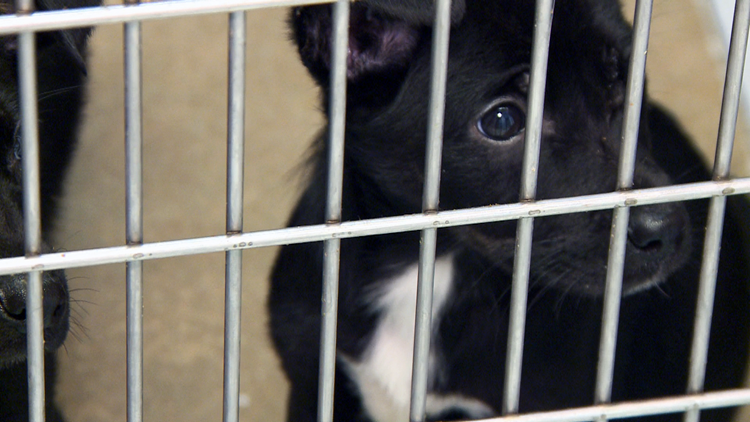 North Little Rock Animal Shelter At Capacity Euthanization Likely For Dogs Not Adopted In Time Thv11 Com