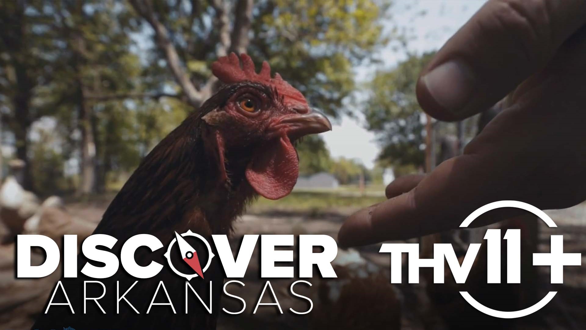 In this episode of Discover Arkansas, Ashley King and Adam Bledsoe take us to the best farms & markets in the Natural State.