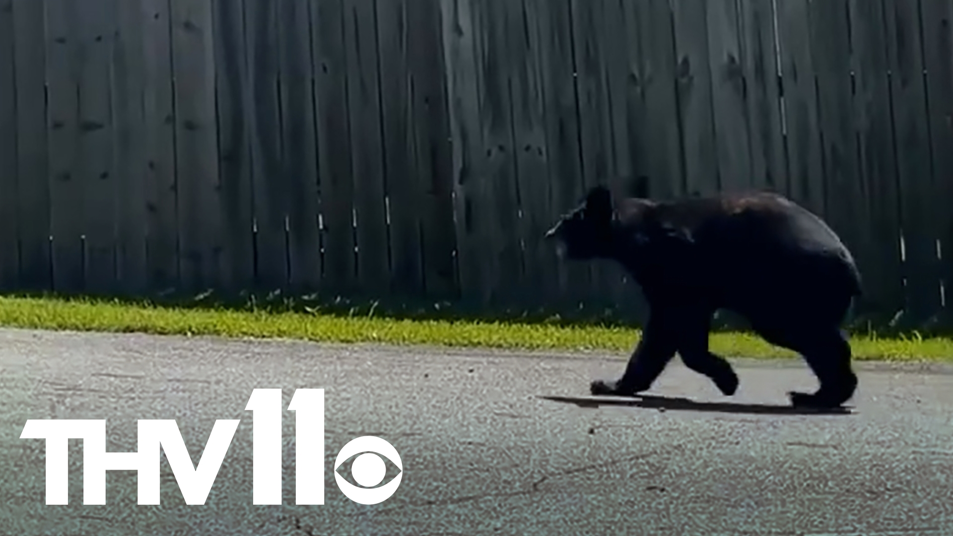 A black bear was spotted in Little Rock on Monday, much to the shock of a local Facebook user who captured the sighting on video.