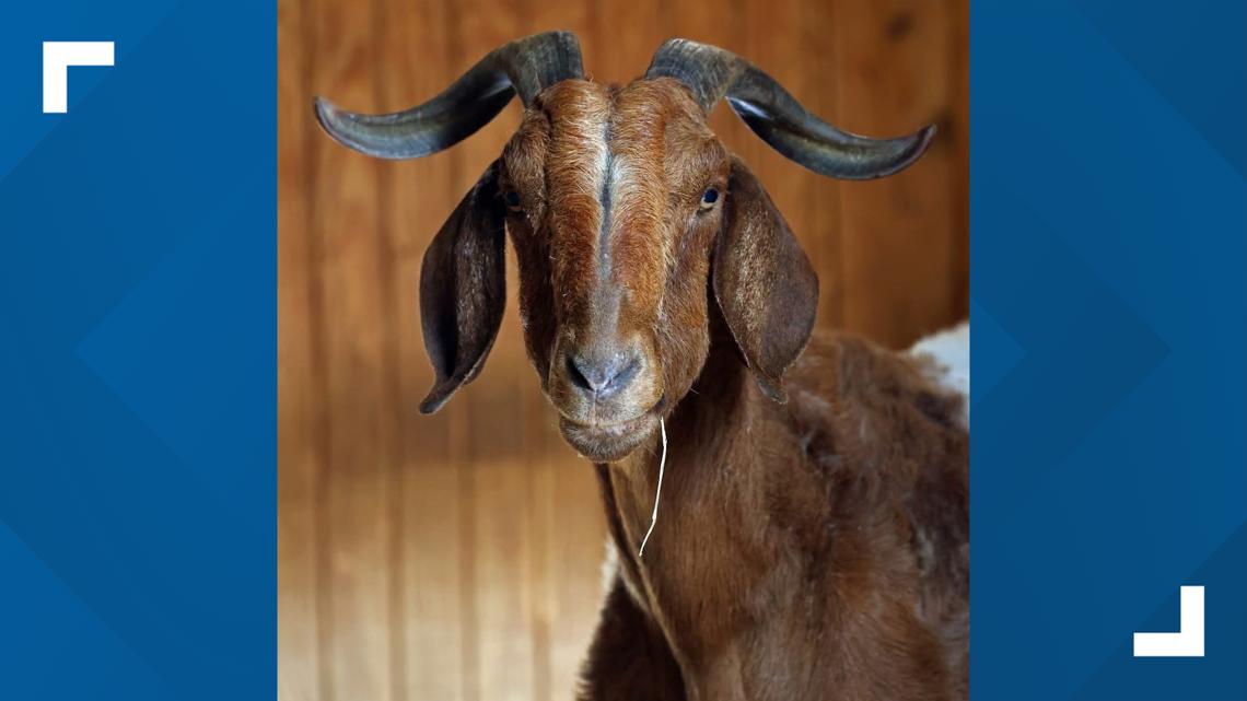 Little Rock Zoo staff mourning loss of beloved Boer goat