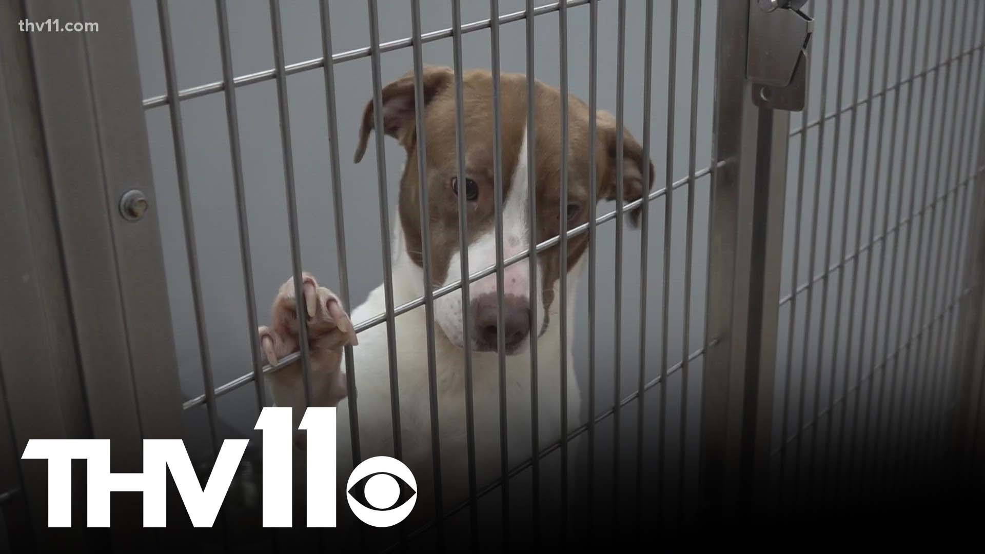 Pine Bluff is facing tough decisions as their animal shelter nears capacity. The city may have to make difficult choices if adoptions don't rise among the community.