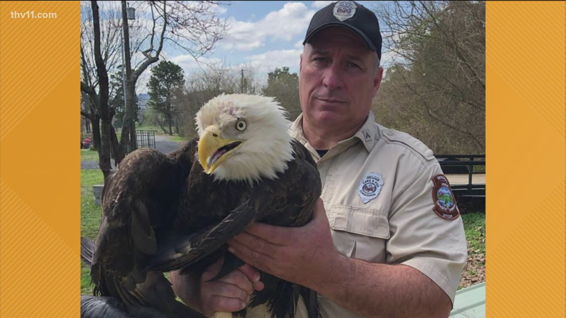 Arkansas Game and Fish rescued an injured bald eagle that was found hopping across a road.