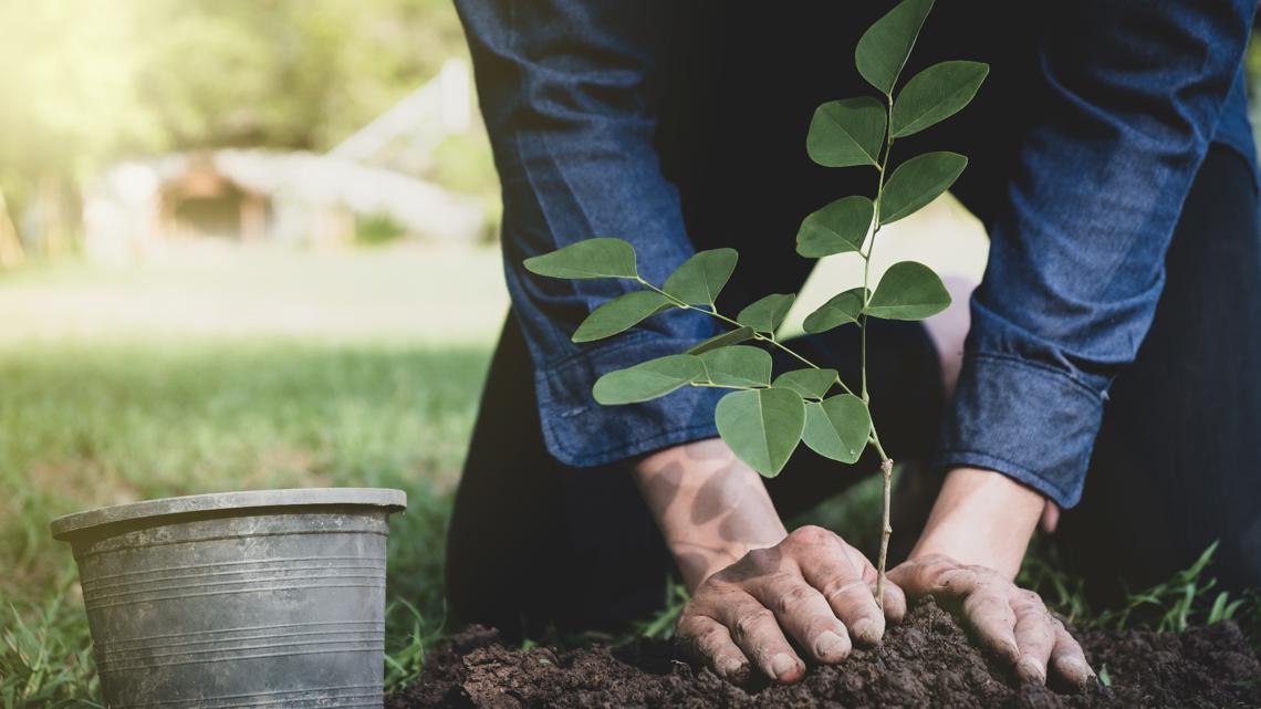 Over 13K trees distributed in Free Tree Fridays campaign - Vimarsana News