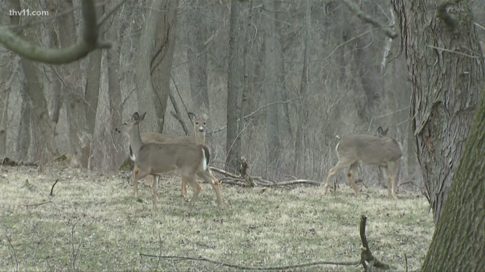 Bad news for hunters in Scott County, Arkansas game and fish report a deer has tested positive for chronic wasting disease.