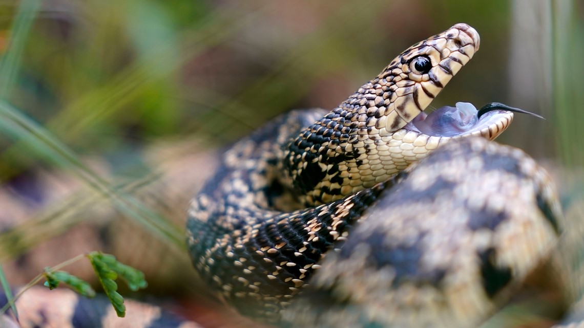 Experts warn Virginia's venomous snakes are out and about