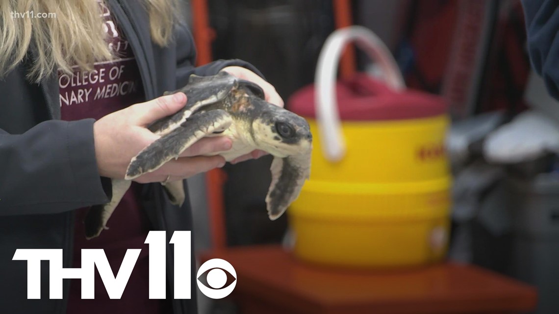 Students help nurse sea turtles back to health | thv11.com