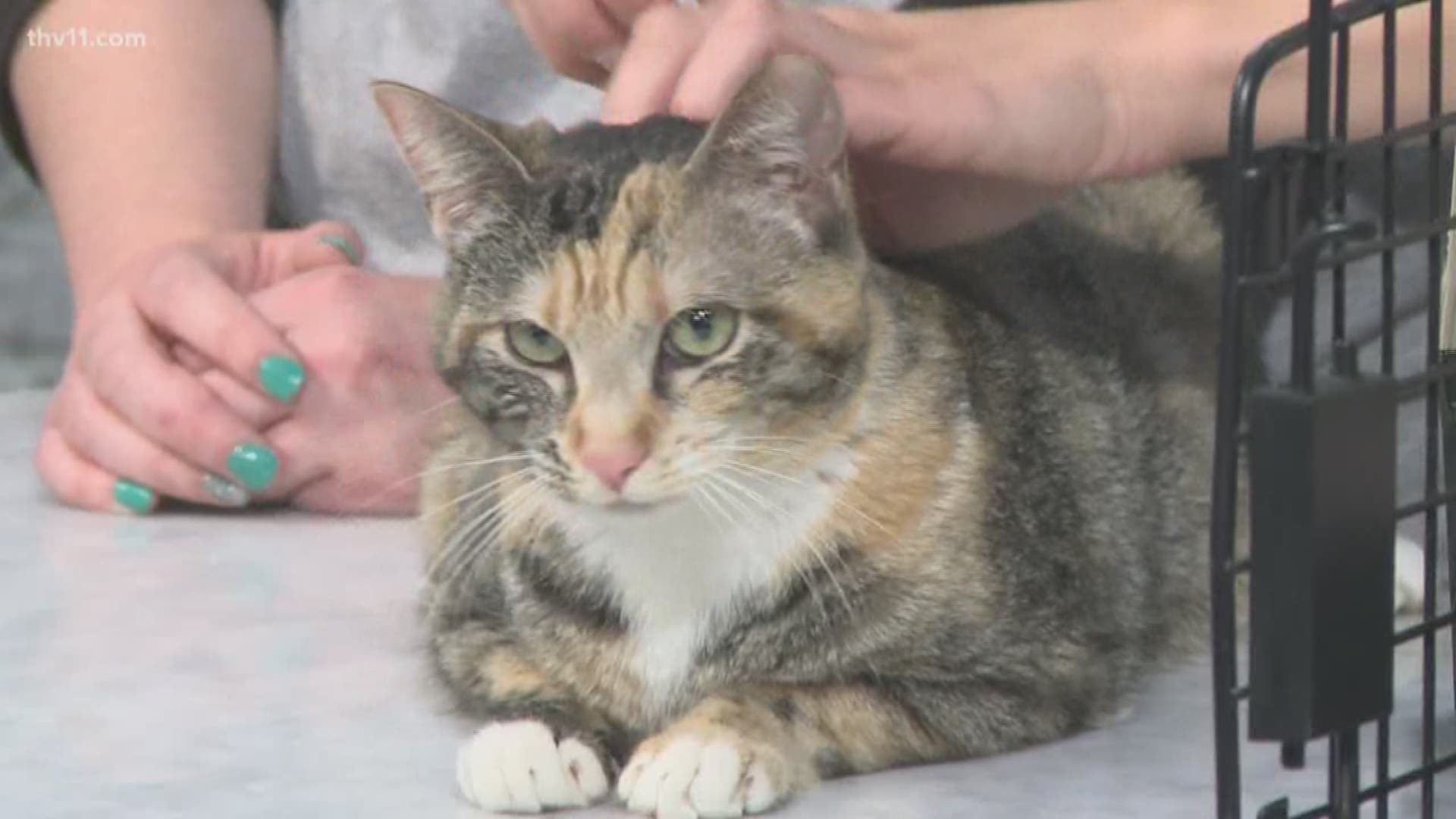 Pet of the Week | Val