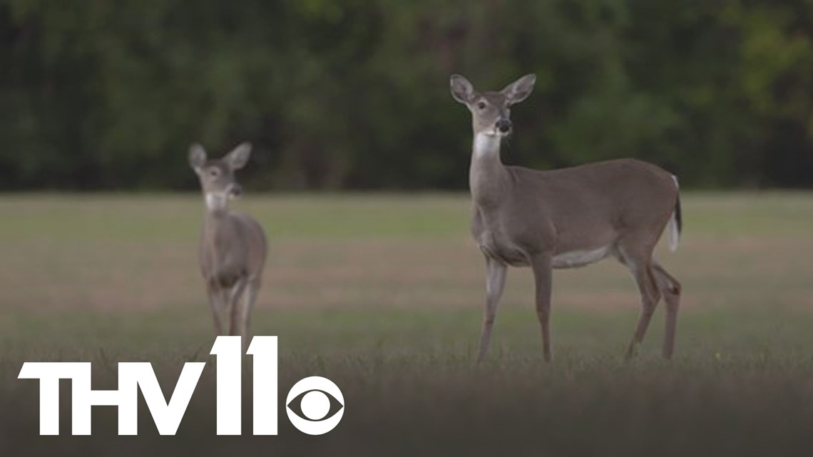 Archery deer season opens in Arkansas Outdoor Report