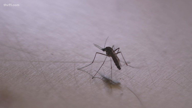 Mosquito season is getting longer, here's why