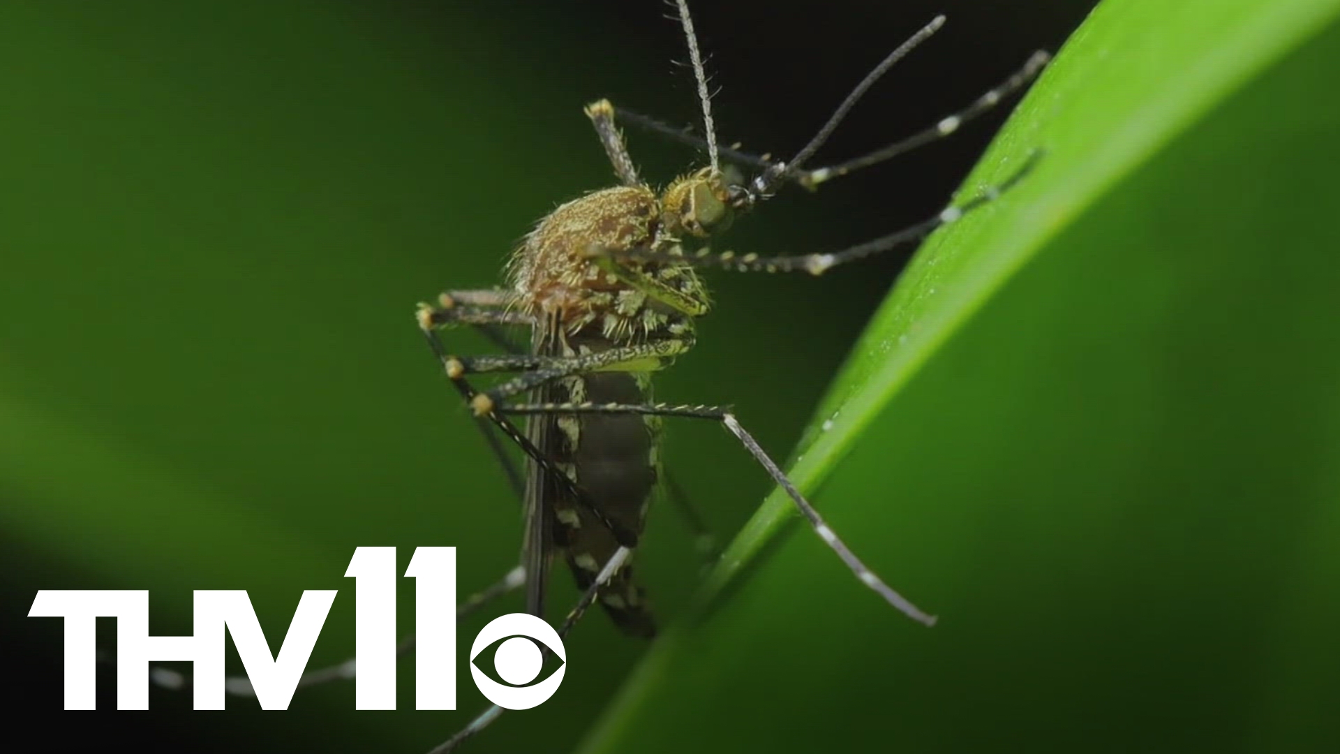 Summer brings a mosquito problem in Arkansas. Here’s what experts recommend to protect yourself from the pesky insects.