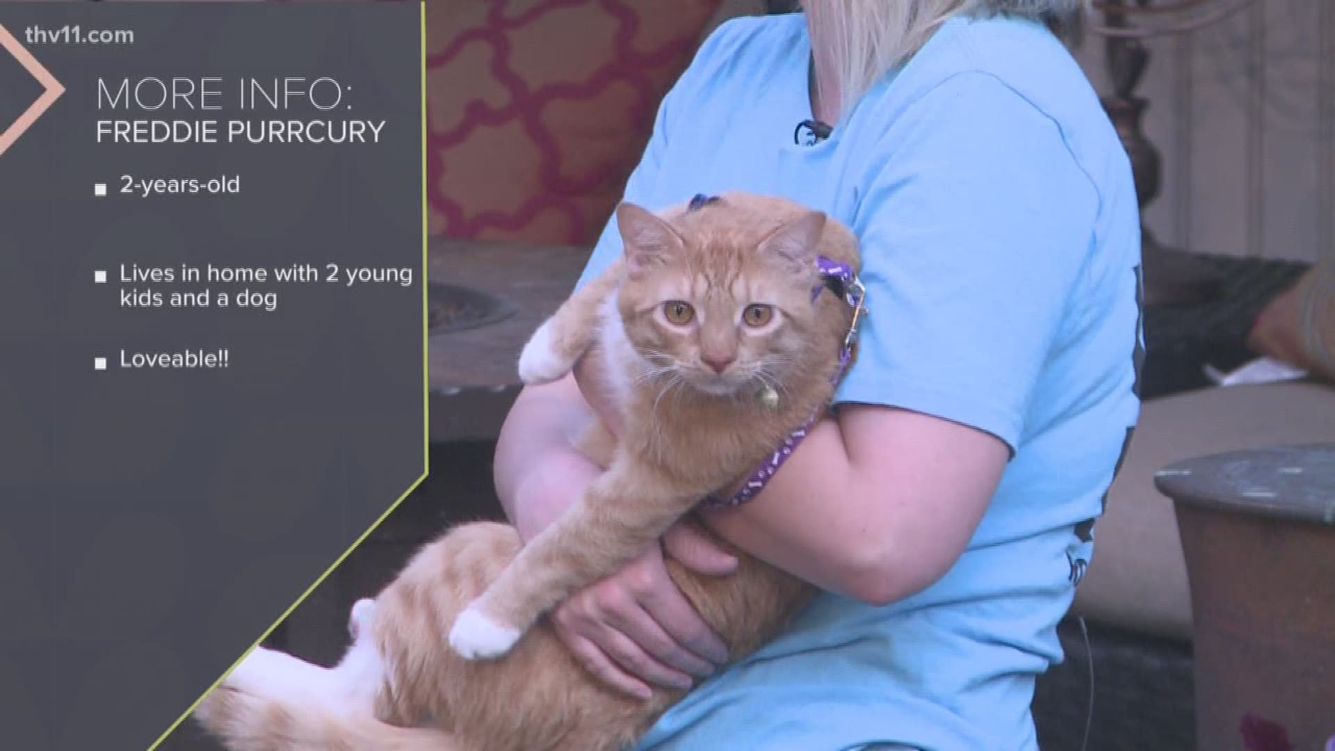 Rock City Rescue has a 2-year-old male cat that is up for adoption in Central Arkansas. Email rockcityrescue@gmail.com for more information.