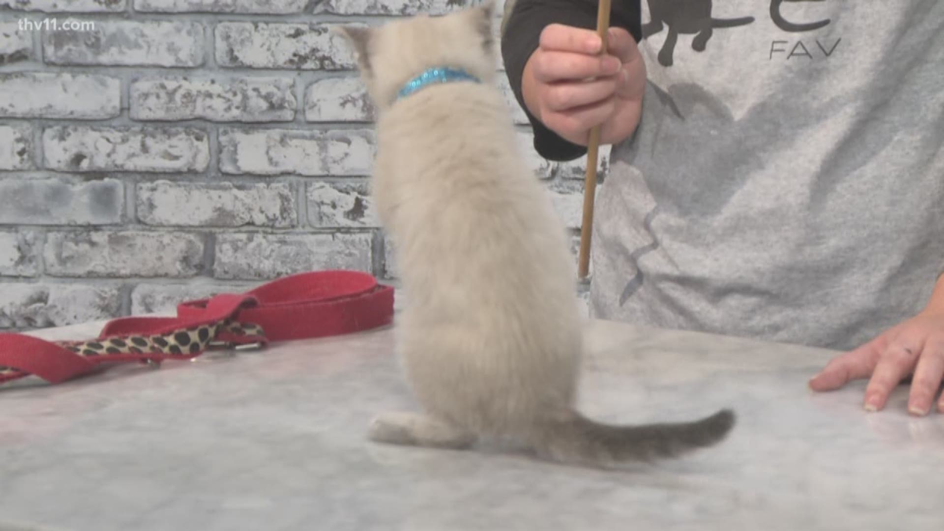 Betsy Robb from Friends of the Animal Village in Little Rock is here with an adorable kitten, Mr. Sinatra!